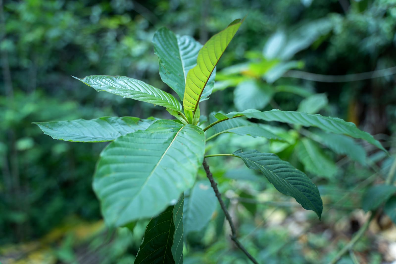 strongest kratom strains