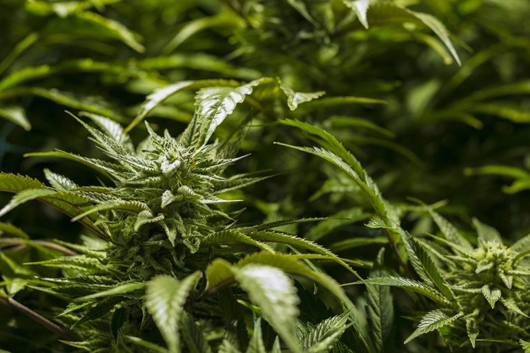 Marijuana in Pop Culture: Movies, Music, and More