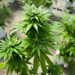 Enhancing Medical Wellness: Lifestyle and Dietary Recommendations to Complement Organic CBD Hemp Flower Use