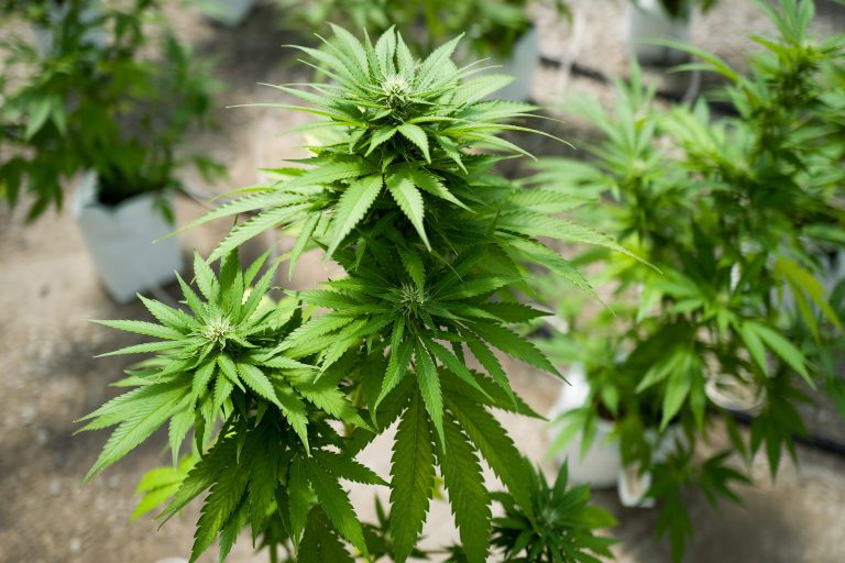 Enhancing Medical Wellness: Lifestyle and Dietary Recommendations to Complement Organic CBD Hemp Flower Use