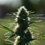 A Guide to Choosing Delta 8 Flower: The Best Options for Wellness Benefits