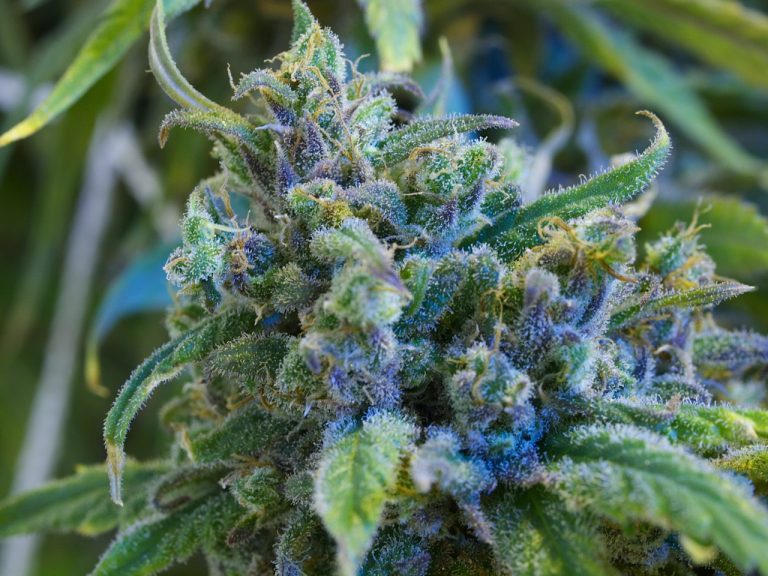 Exploring THCa Flower: Your Gateway to Delta-9 THC Benefits