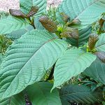 Exploring the Different Strains of Kratom Capsules for Sale