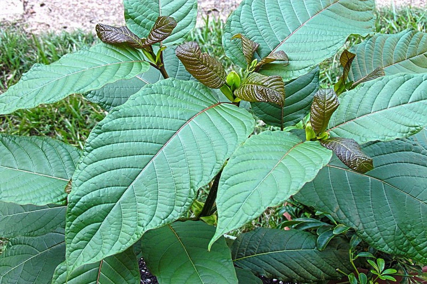 Exploring the Different Strains of Kratom Capsules for Sale