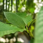 teaspoon of kratom