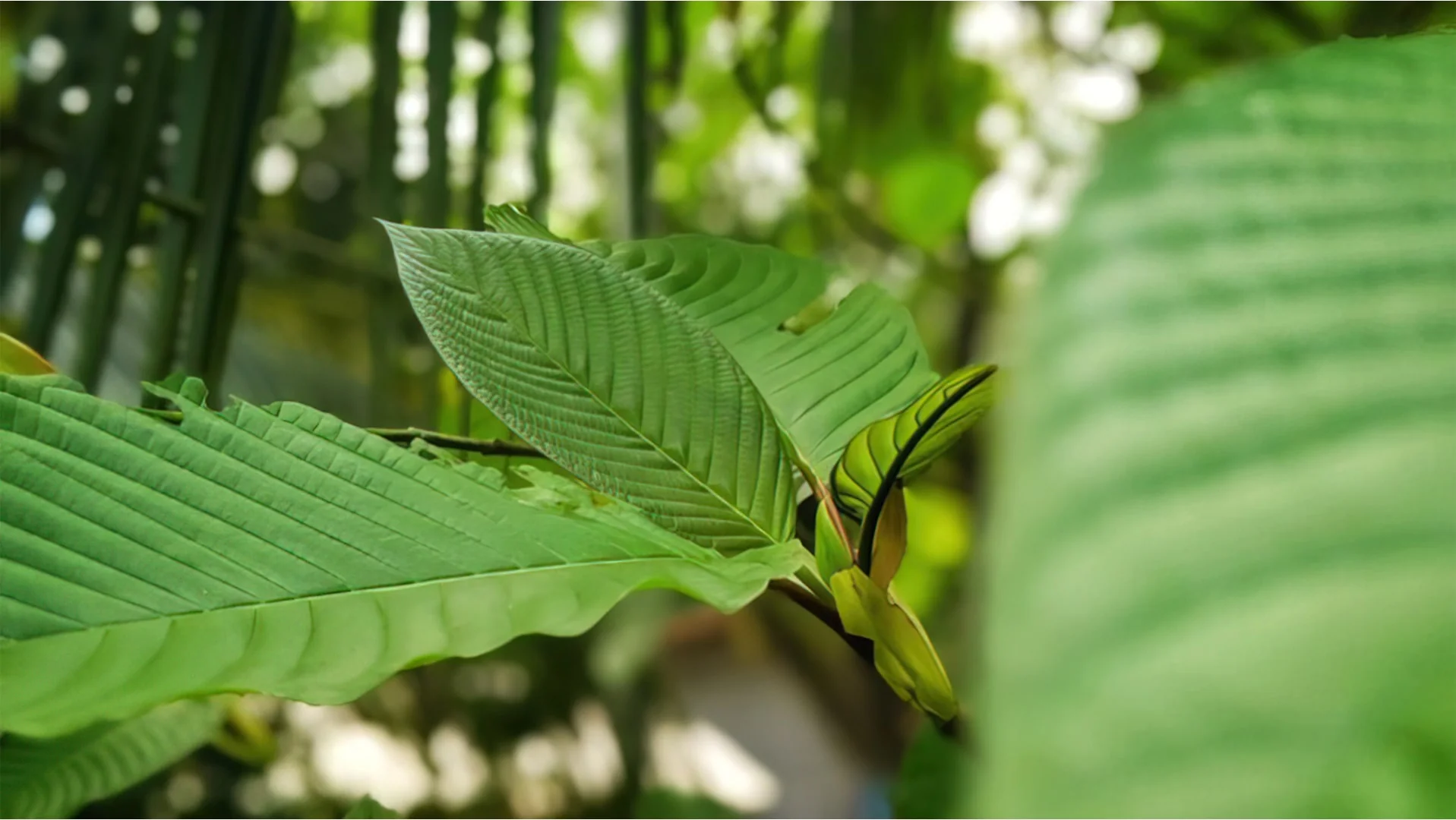 teaspoon of kratom