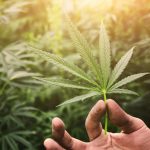 The Future of HHC and Delta-8 THC in the Cannabis Industry